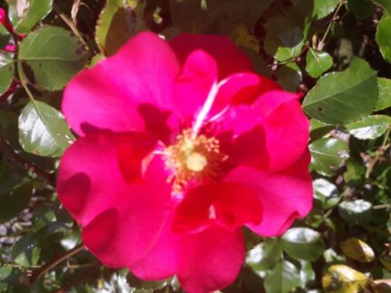 Rose "Tommelise", 3-5 greiner, potte