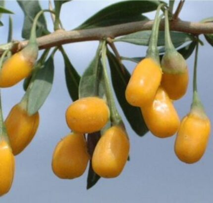 Gojibær ,"Amber sweet Goji" ", Lycium barbarum , salgsstr. 30-40 cm, potte 1,7 l
