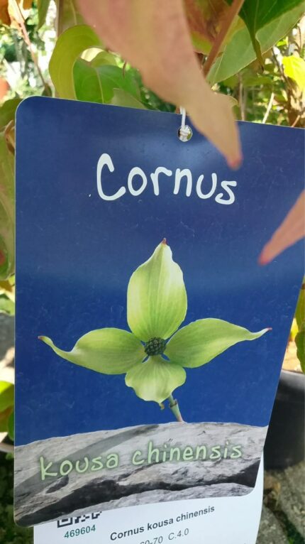Kinesisk Blomsterkornell "Cornus kousa chinensis", salgstr. 60/70 cm, pottestr. 3,5 l.