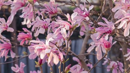 Magnolia loebn. "Leonard Messel" 30/40  cm, pottestr. 5 l.