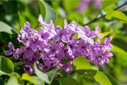 Syringa vulgaris - Vanlig syrin, 3 gr. pottestr. 4 l.