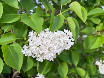Syringa vulgaris 'Alba' - Hvit vanlig syrin, 3 gr. pottestr. 4 l.