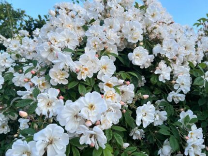 Rose "Helenae Lykkefund", 3-5 gr., pottestr. 3,5 l.