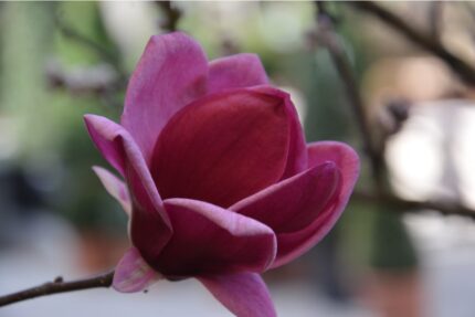 Magnolia "Genie", 40-50 cm, pottestr.3  l.