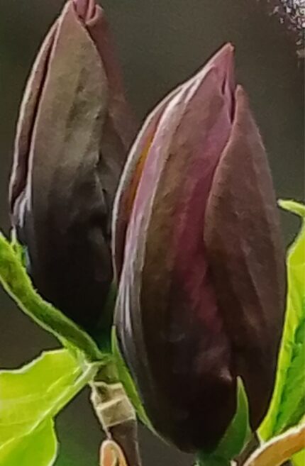 Magnolia "Black Beauty",  40-50 cm, pottestr. 5 l.