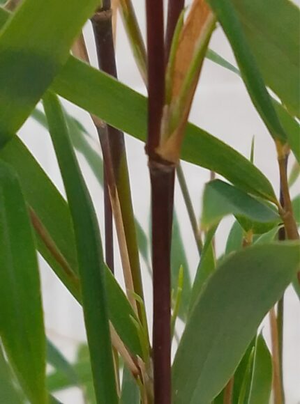 bambus, Fargesia "Jiuzhaigou "Deep Purple", salgstr. 40-60 cm, pottestr. 2,5 l.