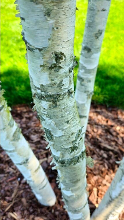 Betula pendula 'Royal Frost' - Rødbladet hengebjørk, sh 175, pottestr. 10 l.