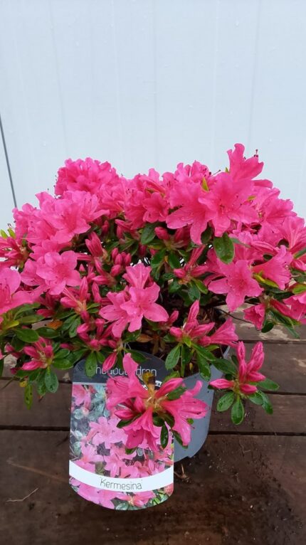 Azalea "Kermesina" salgstr. 20-25 cm, 2,5 liter potte