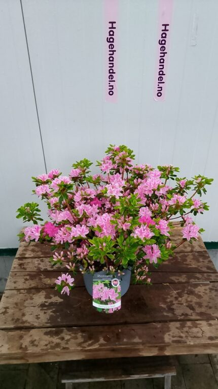azalea "Kermesina Rose", 5 liter, salgstr. 30/40 cm
