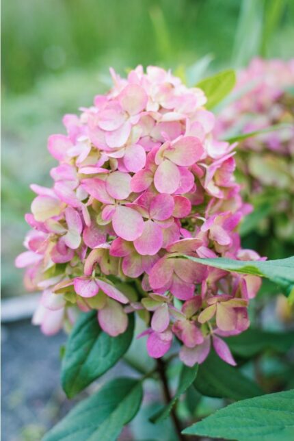 Syrinhortensia "Bonfire", 3,5 l. potte