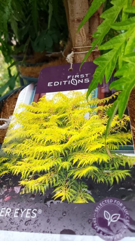 Hjortesumak, Rhus T. "Tiger Eyes",10 liter potte, salgshøyde 100 cm.