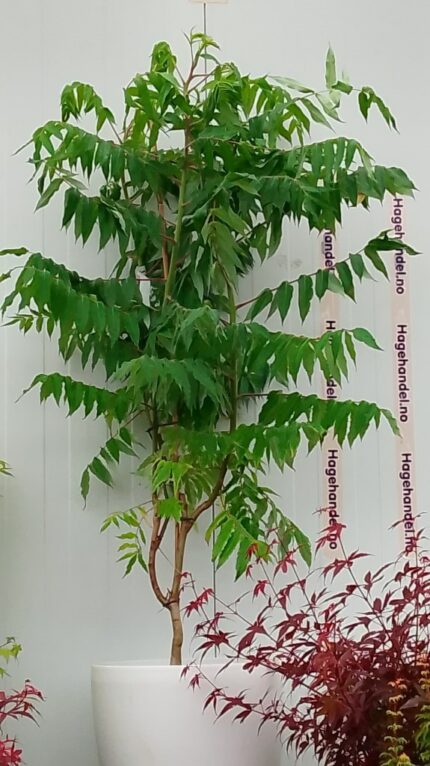 Hjortesumak, Rhus Thyphina 10 liter potte, sh. 120-150 cm