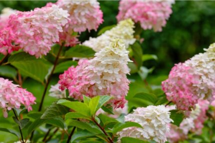 Syrinhortensia, Hydragea "Candlelight", 3,5 l.potte