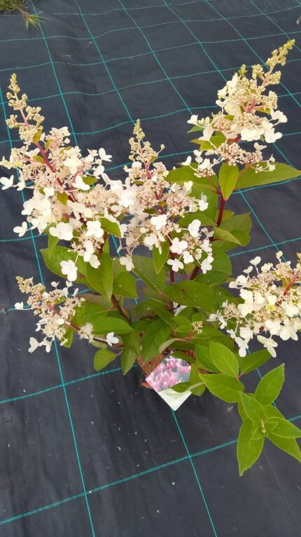 Syrinhortensia, "Pinky Winky", pottestr. 3,5 l.