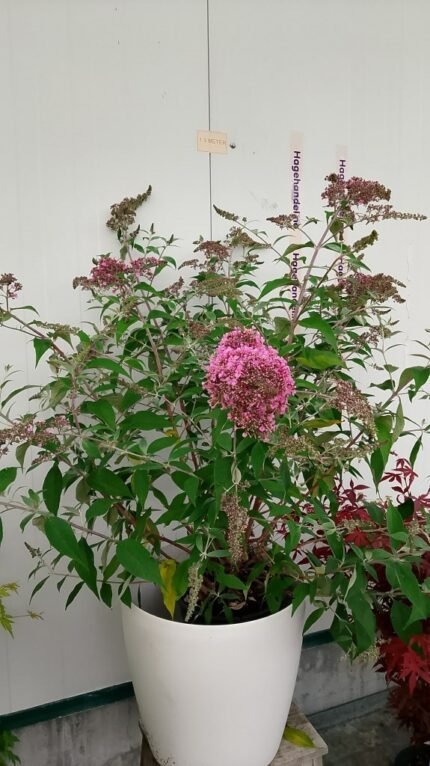 Sommerfuglbusk, Pink Cascade, pottestr. 10 l.