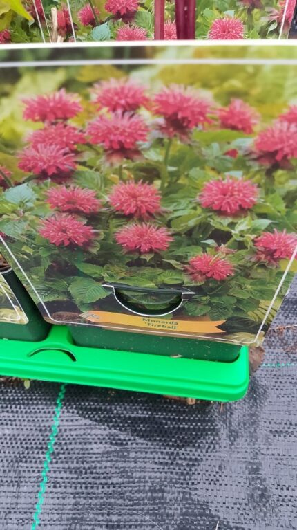 Hestemynte, Monarda "Fireball", pottestr 1,5 l.