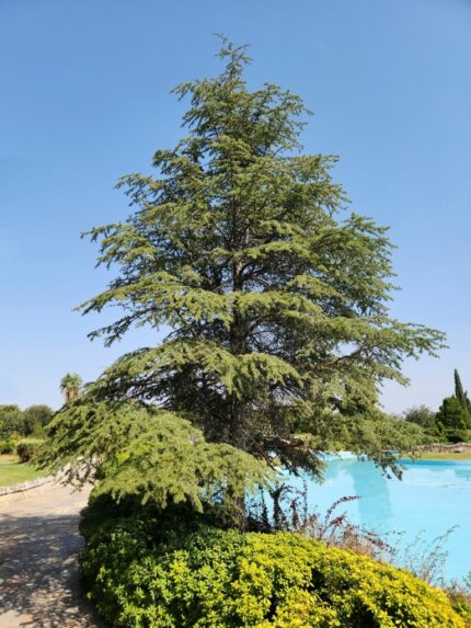 Sedertre Libani "Glauca", sh 80 cm., pottestr.3,5 l.