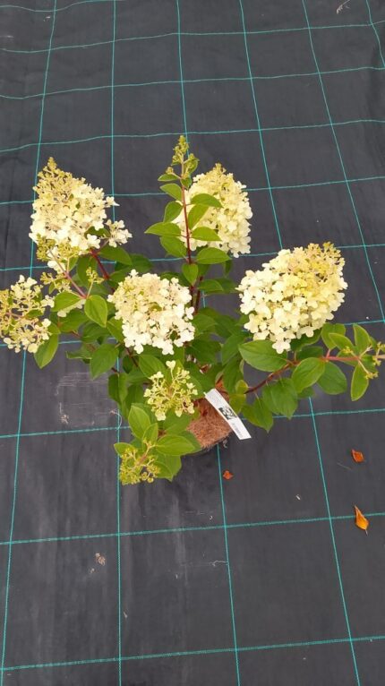 Syrinhortensia "Silverdollar" 3,5 l. potte