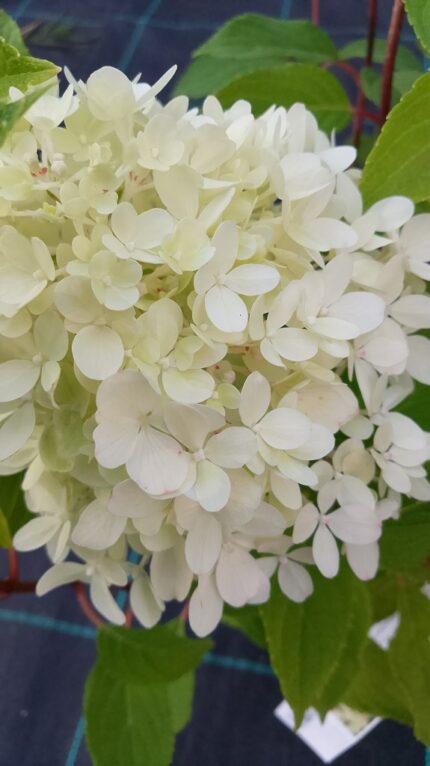Syrinhortensia "Mojito", pottestr. 3,5 l.
