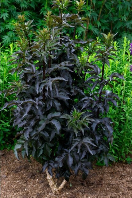 Svarthyll, Sambucus Nigra, Black Tower, pottestr. 10 l.