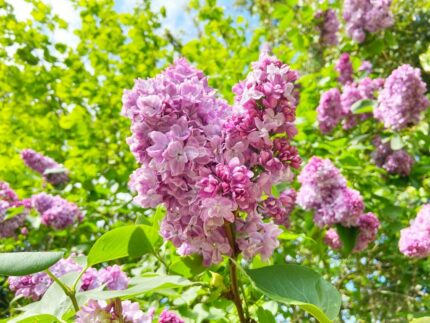 Syrin "Pink Perfume", oppstammet, stammehøyde 100 cm, 10 liter