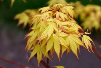 Japansk Lønn "Katsura" salgstr. 50/60 cm, pottestr. 3 l