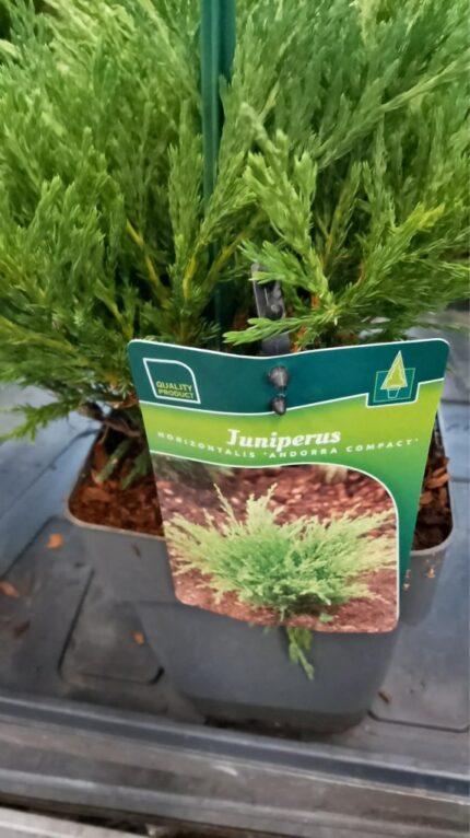 Krypeine, Juniperus hor. "Andorra Compacta", 20 cm 1 l