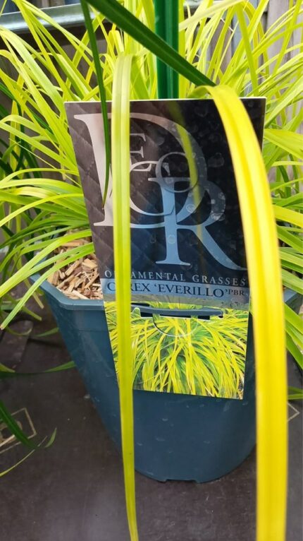 Prydgress Carex "Everillo" 2 l potte