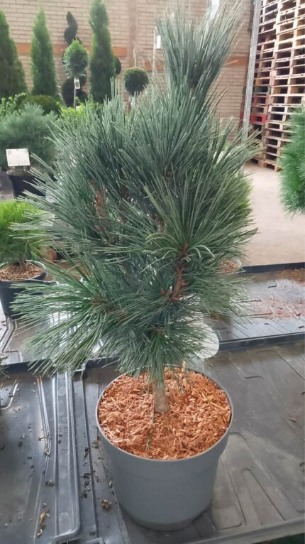 Furu "Vanderwolfs pyramid"  40/50 cm 7,5  l potte