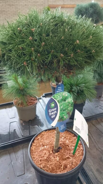 Furu "Benjamin"  oppstammet 40 cm 12 l potte