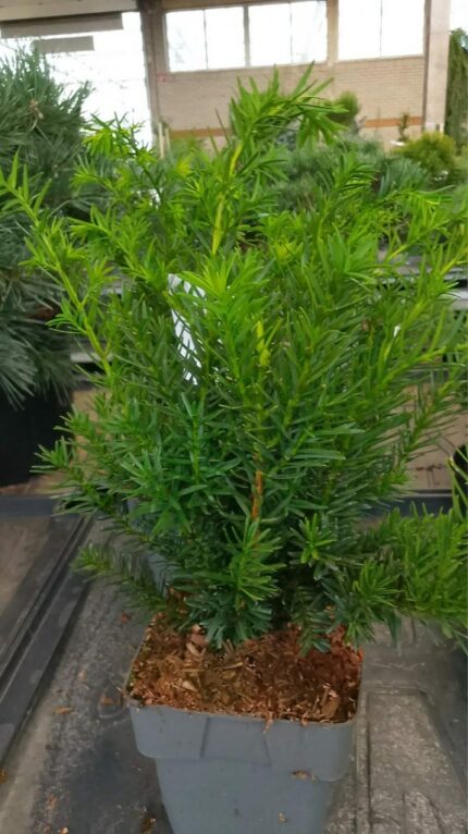 Barlind "Densiformis" 2025  30-35cm 2Lpotte