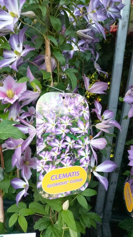 Klermatis glorious cloud 20/25 2Lpotte