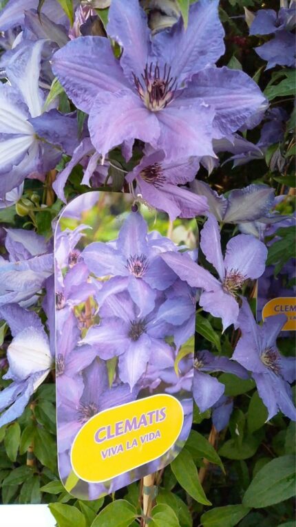 Klematis (A) Viva la Vida 20/25 2Lpotte
