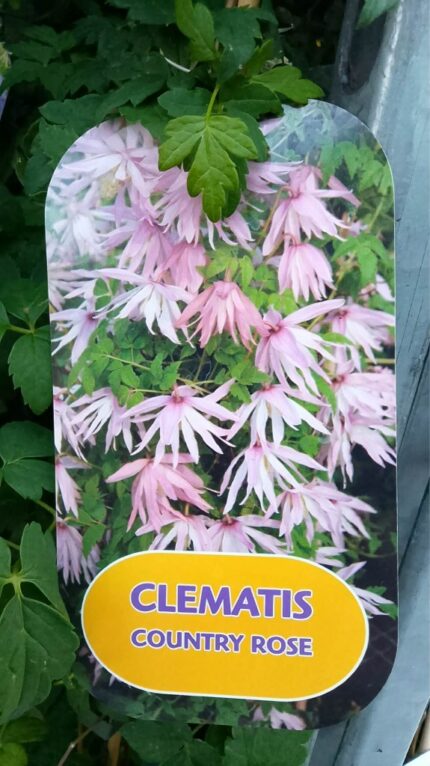 Klematis "country rose"  80cm 2Lpotte