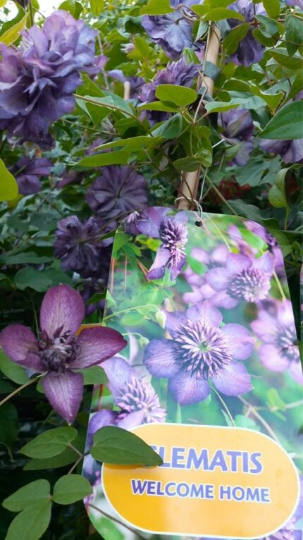 Klematis "welcome home" 20/25 2Lpotte