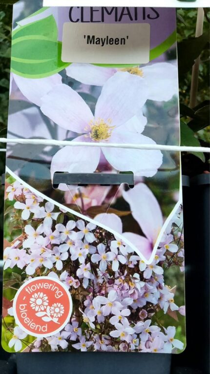 Klematis "Mayleen" 20/25 1,7Lpotte