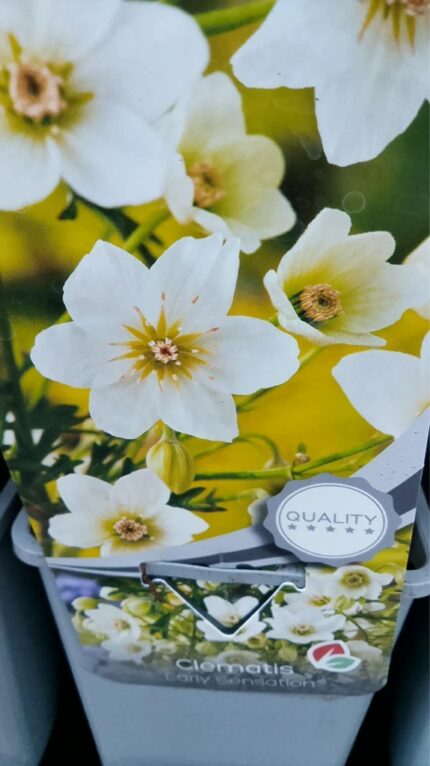 Klematis "early sensation 1,7 l potte