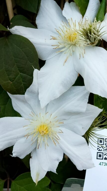 Klematis "Mevrouw le coultre" 2025 1,7Lpotte