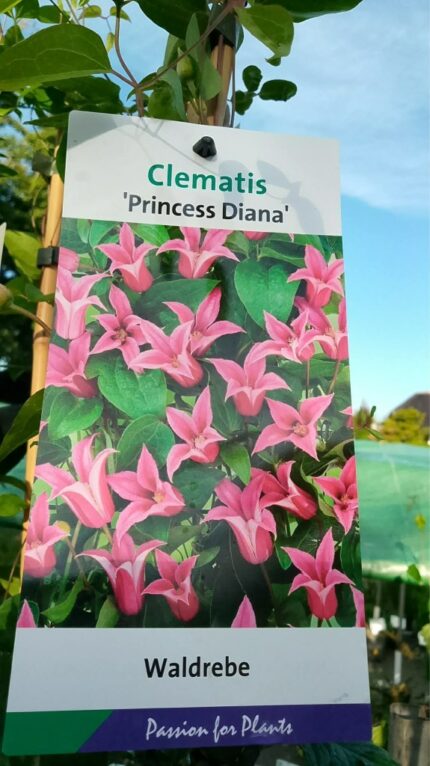 Klematis "Princess Diana" 20/25 2Lpotte