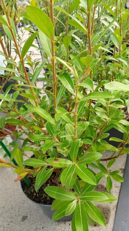 Salix gracilistyla "Mt Aso",30/50 cm 3 L potte