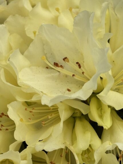 Rhododendron "Golden Wonder" 20/30  3 potte