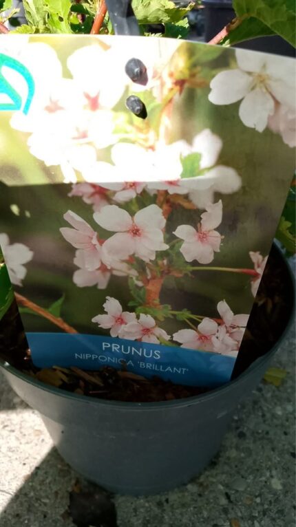 Nipponkirsebær "Brilliant  40/50 cm 3 l potte