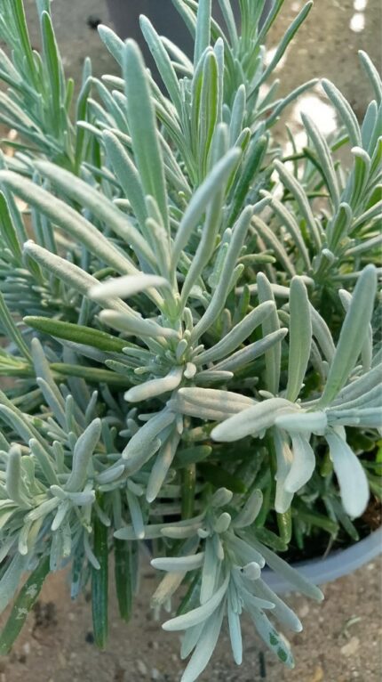 Lavendel "Edelweiss""  15/20 cm  1,5 l potte