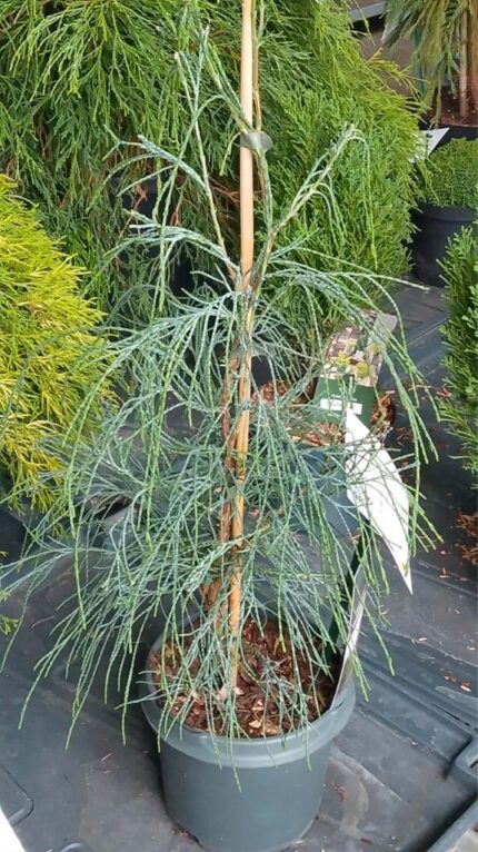 Sypress "Drooping solo" 40/50  3 l potte