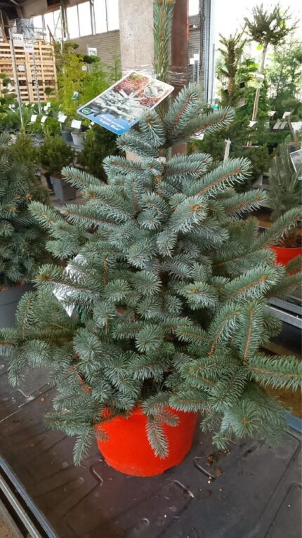 Dvergblågran "Super Blue", salgsstr. 60/70  cm, 12 liter potte-1