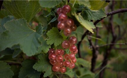 Ribes r. 'Pink Champagne' / 40-50cm / 3L potte