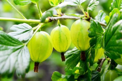 Ribes u.-c. 'Spinefree' / 1,7L potte