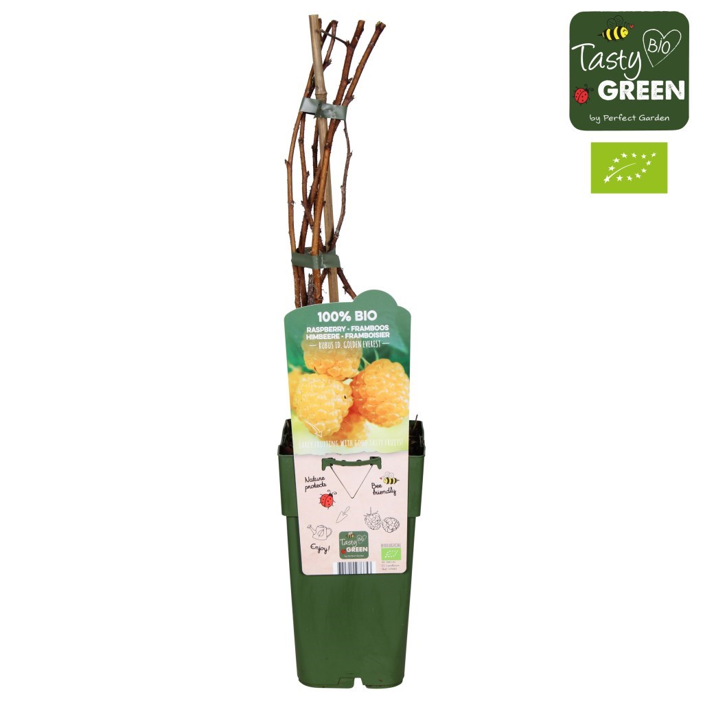 12401_RUIDGOEV15BIO-P15-Rubus-id-Golden-Everest-bio-kaal.jpg