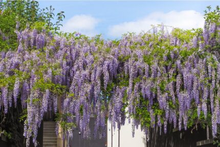 Kinablåregn "prolific"  80-100 cm 2 l. potte