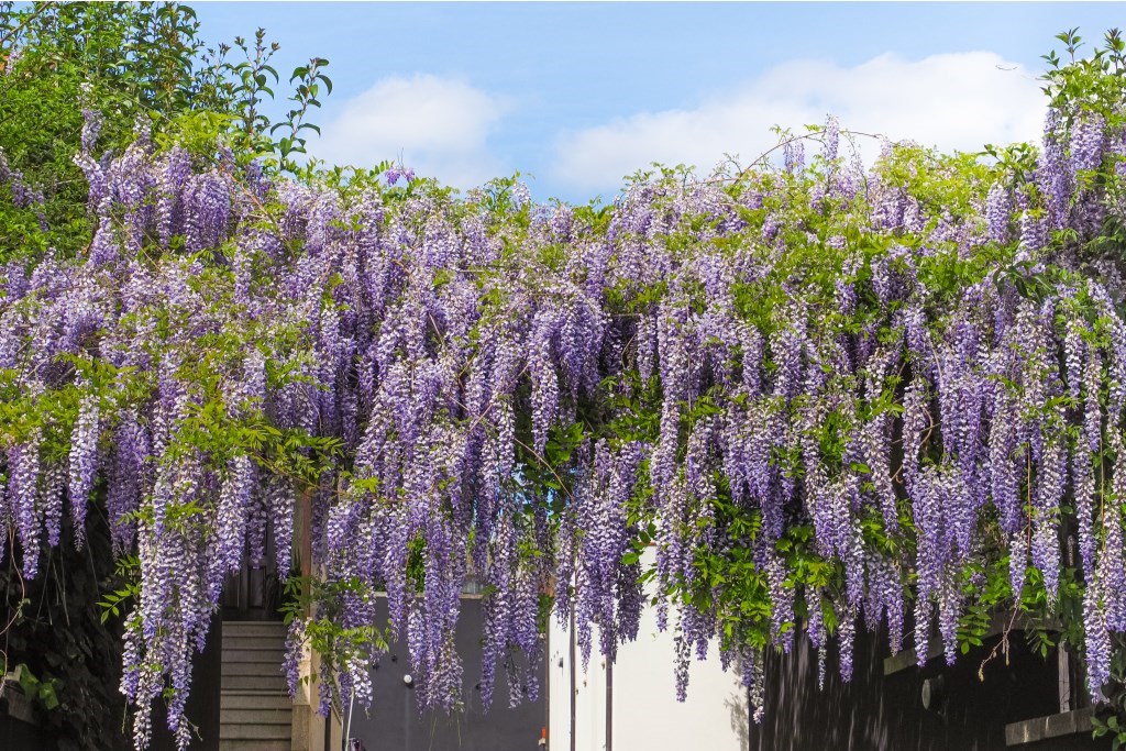 12552_shutterstock_2527045629